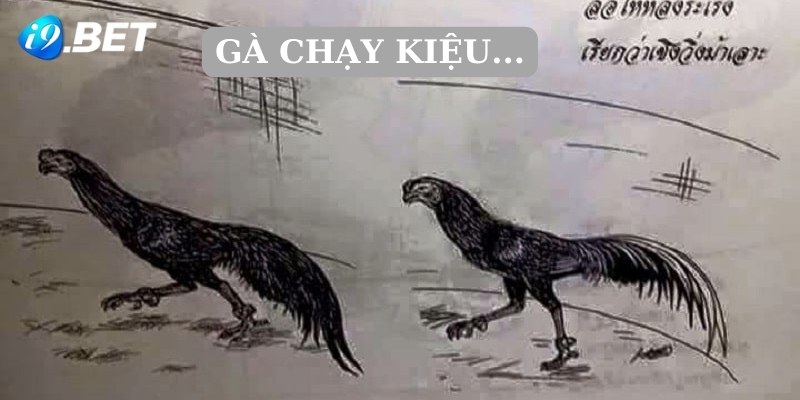 Gà Chạy Kiệu: Hiểu Rõ Lối Đá Và Phương Thức Hoá Giải